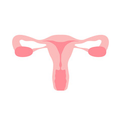 Female reproductive system uterus organs vector illustration