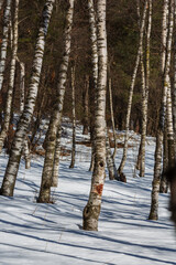 Fabulous winter birchwood, Armenia