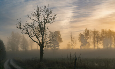 Landscape view with morning light, fog and tree silhouette in the foreground. countryside