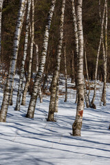 Fototapeta premium Fabulous winter birchwood, Armenia