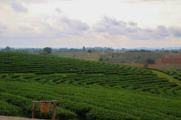 The scenery of the tea plantation in the sunrise Chiang Rai, North of Thailand