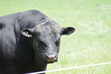 Closeup of a black Aberdeen Angus in the field sunlit grass blurred background