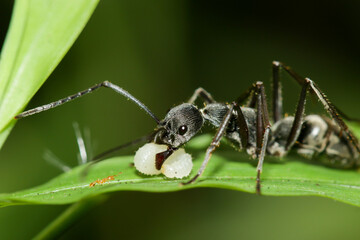 black ant
