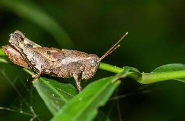 grasshopper in the forest