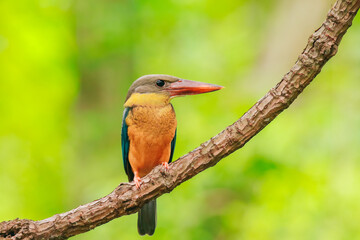 Kingfisher on a branch in the forest of Thailand