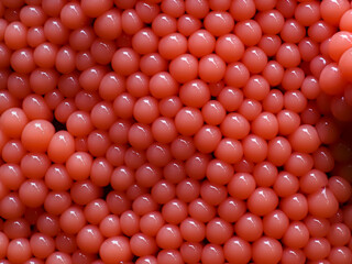 Stielschleimpilz (Arcyria ferruginea)