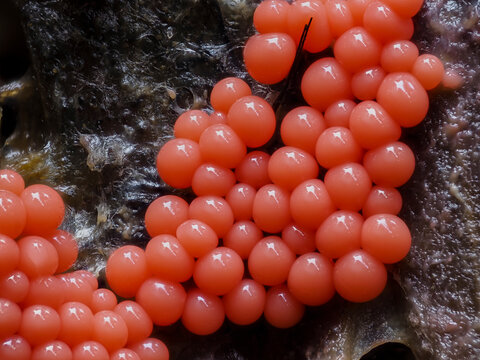 Stielschleimpilz (Arcyria ferruginea)