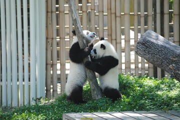 Closeup shot of two adorable pandas playing in the zoo