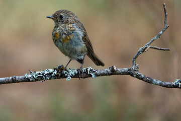 Rotkehlchen (Erithacus rubecula)