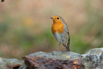 Fototapeta premium Rotkehlchen (Erithacus rubecula)