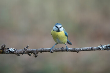Obraz premium Blaumeise (Cyanistes caeruleus)