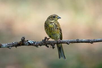 Goldammer (Emberiza citrinella)