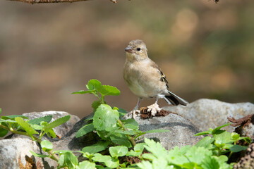 Buchfink (Fringilla coelebs) mit Fußwucherung
