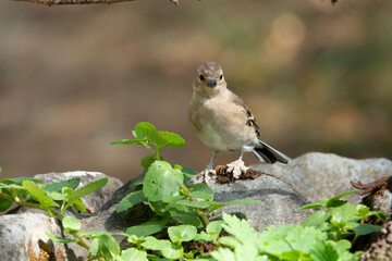 Buchfink (Fringilla coelebs) mit Fußwucherung