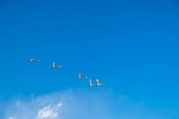 冬の青空を飛ぶ白鳥　安曇野市