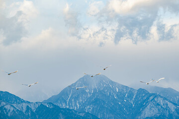 雪山に向かって飛んでいく白鳥　