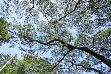 Under the shade of tall trees in tropical Thailand.