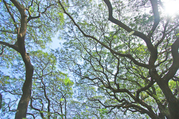 Under the shade of tall trees in tropical Thailand.