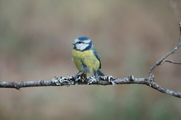 Blaumeise (Cyanistes caeruleus)