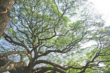 Under the shade of tall trees in tropical Thailand.