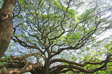 Under the shade of tall trees in tropical Thailand.