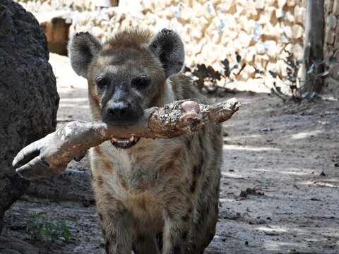HIENA COMIENDO CARRO&Ntilde;A EN PARQUE NATURAL DE BAND&Iacute;A, SENEGAL
