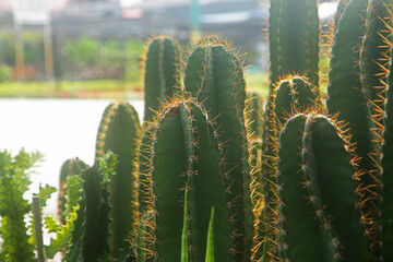 cactus in the garden