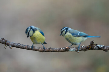Blaumeise (Cyanistes caeruleus)