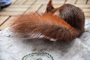 Eichh&ouml;rnchen sucht auf dem Balkon einer Wohnung nach Nahrung