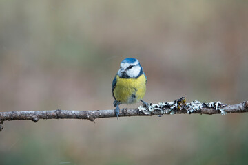 Blaumeise (Cyanistes caeruleus)