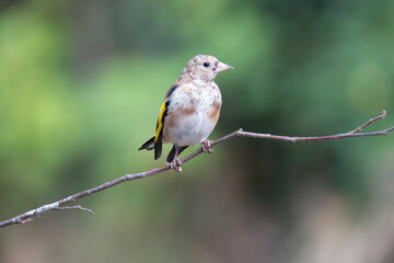 Stieglitz (Carduelis carduelis)