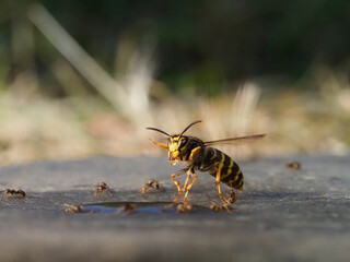 Hornisse (Vespa crabro) und Mittlere Wespe (Dolichovespula media)