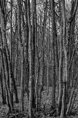 Bäume / Linden im Wald in schwarz weiss