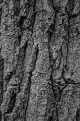 Brown bark of an old tree in black and white or bark as a background