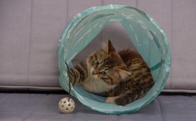 Naklejka premium small fluffy kitten plays with toy in the kitchen