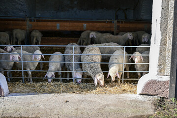 Schafe stehen im Stall eines Bauernhofes