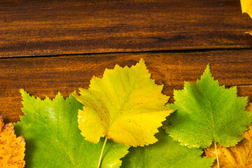 Autumn background with colorful dry leaves