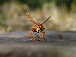 Hornisse (Vespa crabro) und Ameisen