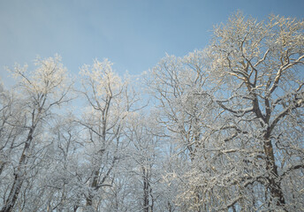 Tops of snowy trees in the park on cold and sunny winter day