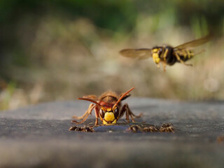 Hornisse (Vespa crabro) und Mittlere Wespe (Dolichovespula media)