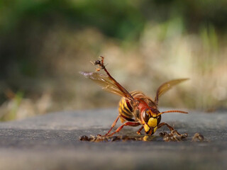 Hornisse (Vespa crabro) und Ameisen