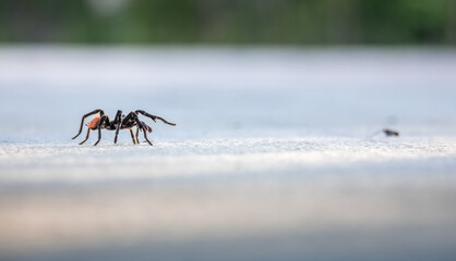 Red tailed tarantula walking on asphalt road during golden hour in Tulum with blurry background 