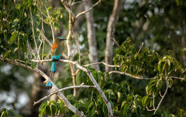 Blue and red motmot bird with long tail perched on a branch of the tropical forest of Tulum at sunrise