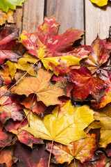 Colorful autumn maple leaves on dark wooden background