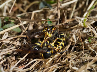 Mittlere Wespe (Dolichovespula media) kämpfen
