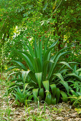 nature photos with flowers, cacti and trees