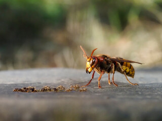 Hornisse (Vespa crabro) und Ameisen