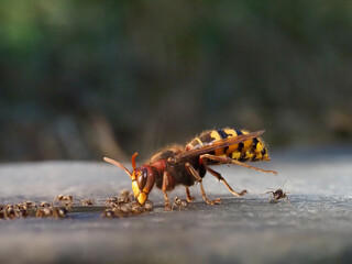 Hornisse (Vespa crabro) und Ameisen