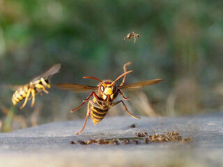 Hornisse (Vespa crabro) und Mittlere Wespe (Dolichovespula media)