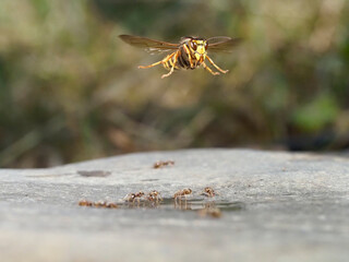 Mittlere Wespe (Dolichovespula media)